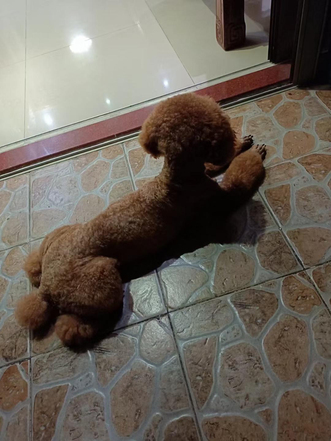 宠物找寻 
