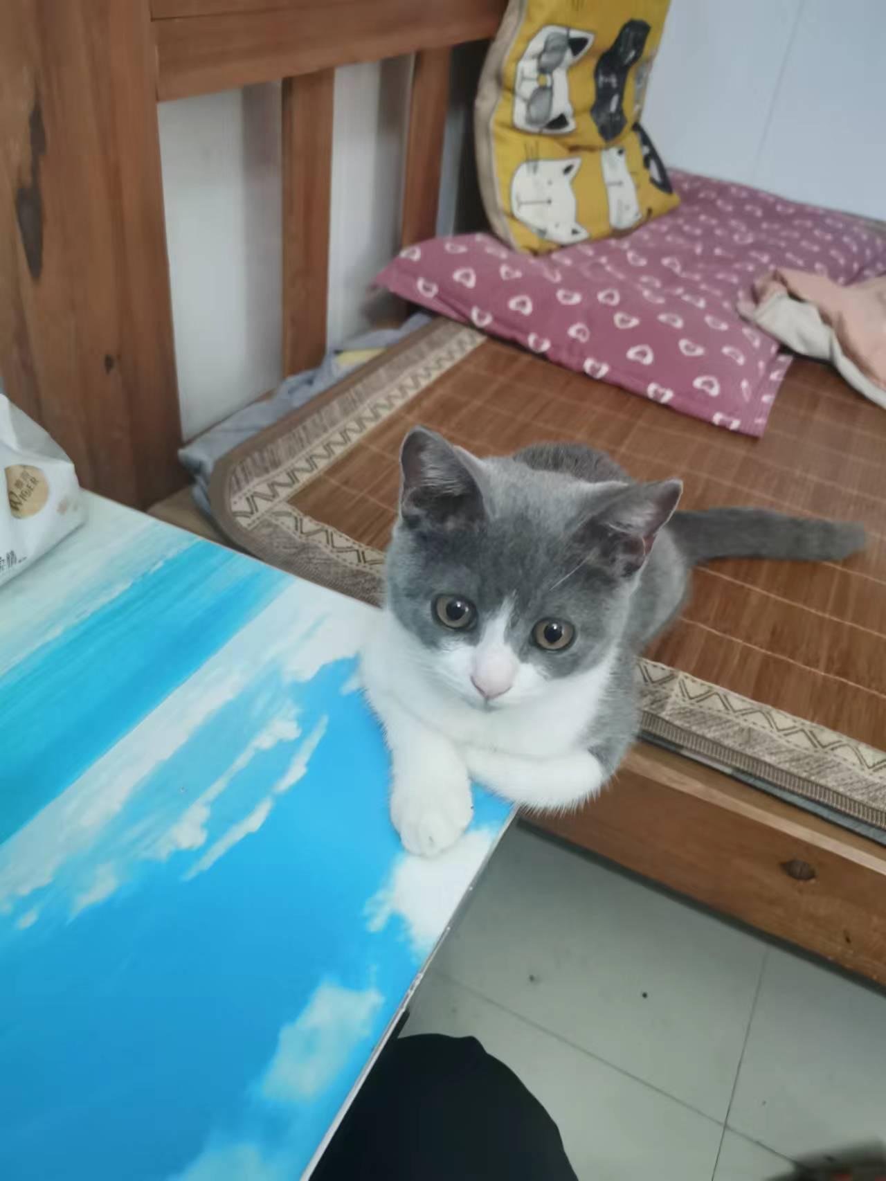 宠物找寻 