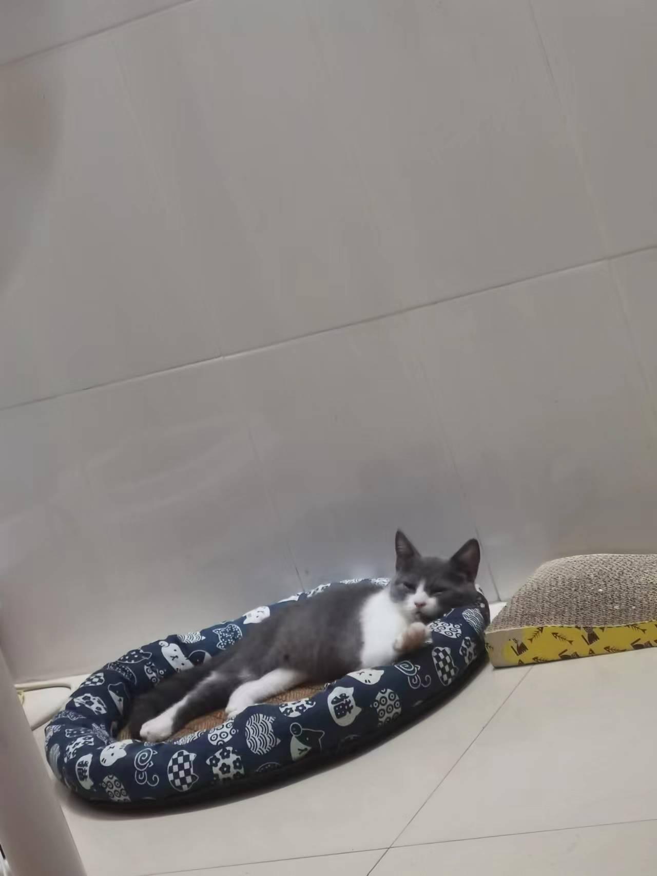 宠物找寻 